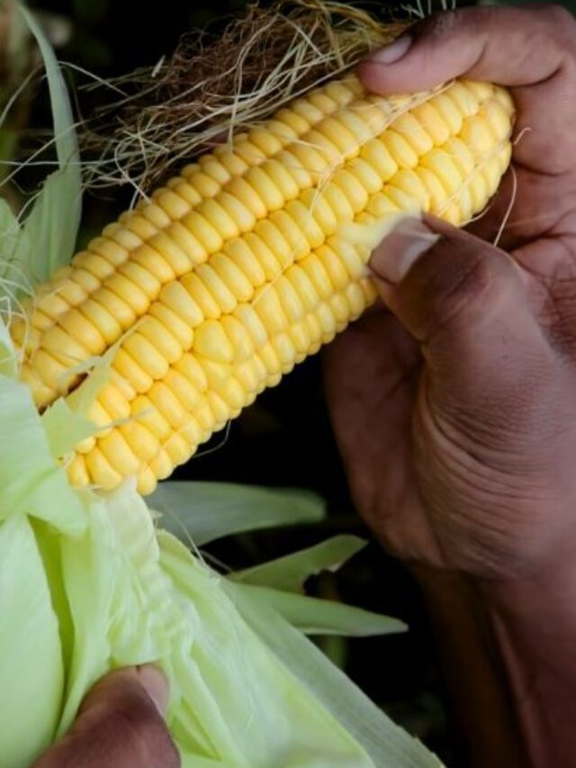 Top-5 Corn Producing Countries In the World 2024